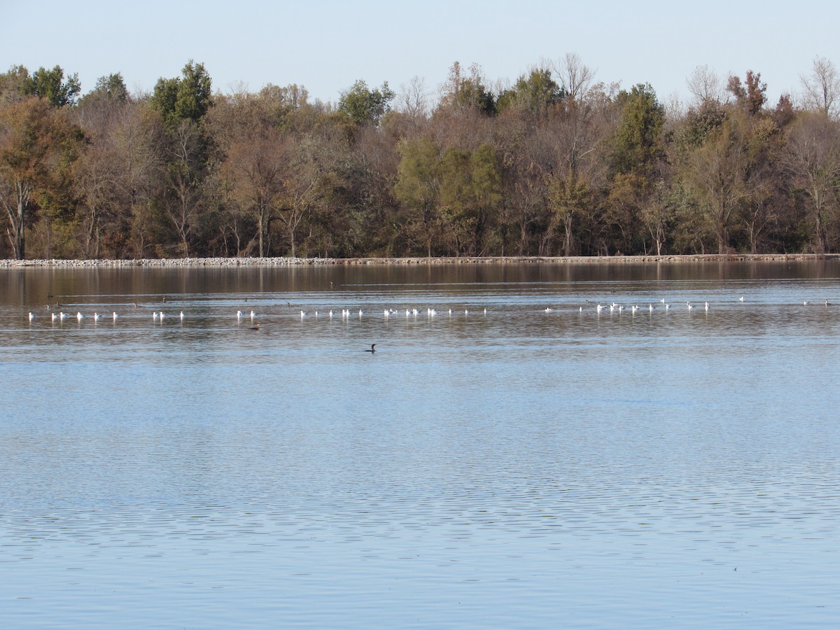 Ring-billed Gull - ML123809731