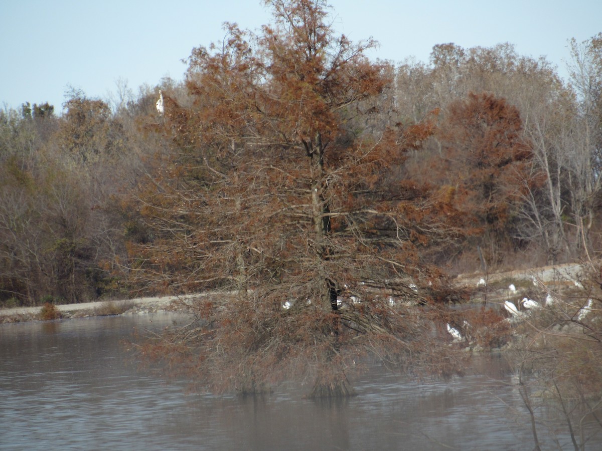 Great Egret - ML123809881