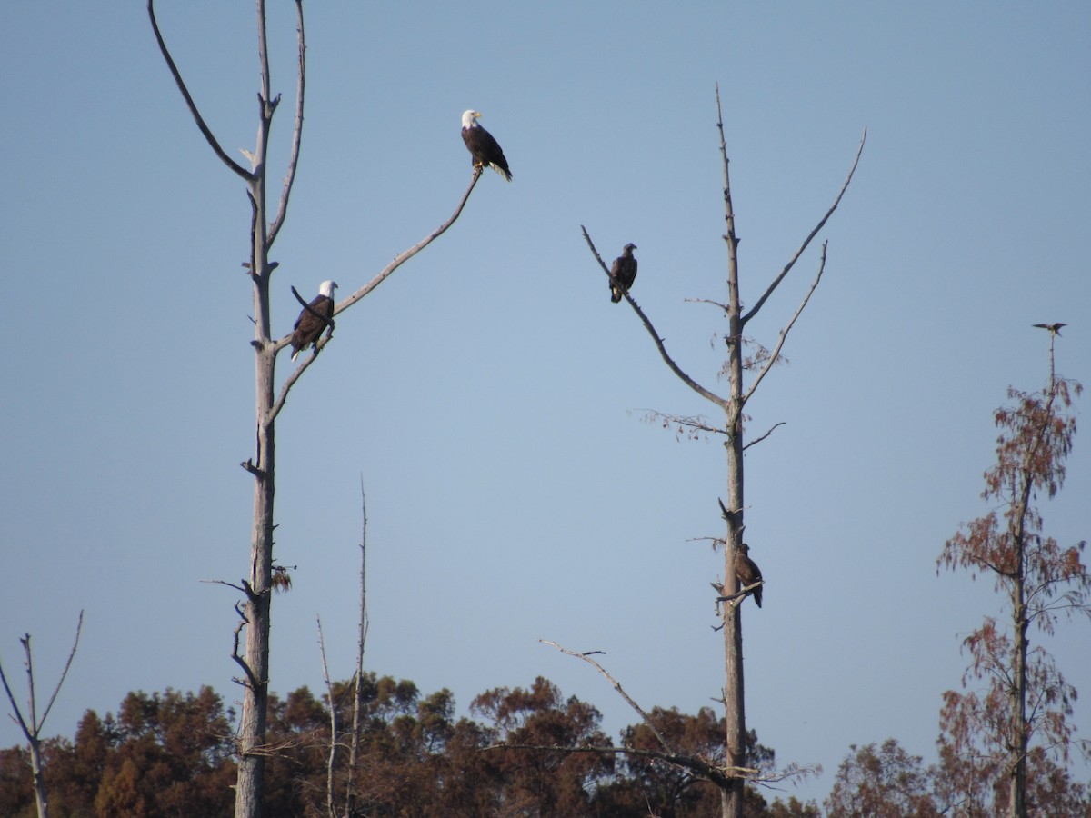 Weißkopf-Seeadler - ML123809961