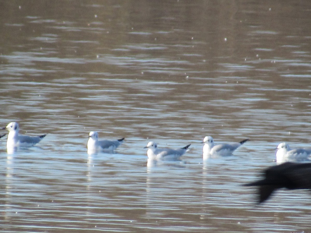 Bonaparte's Gull - ML123810511