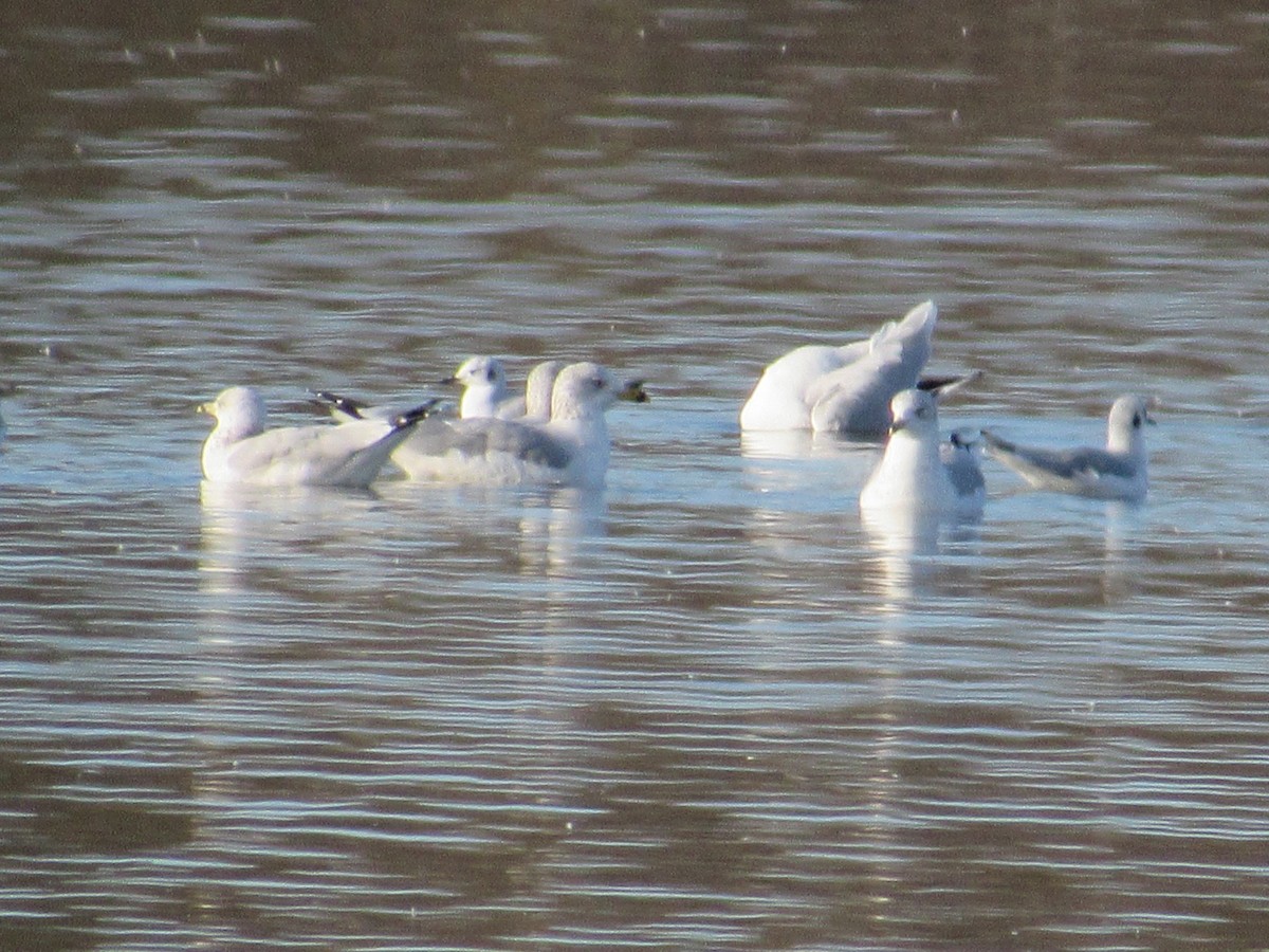 Bonaparte's Gull - ML123810541