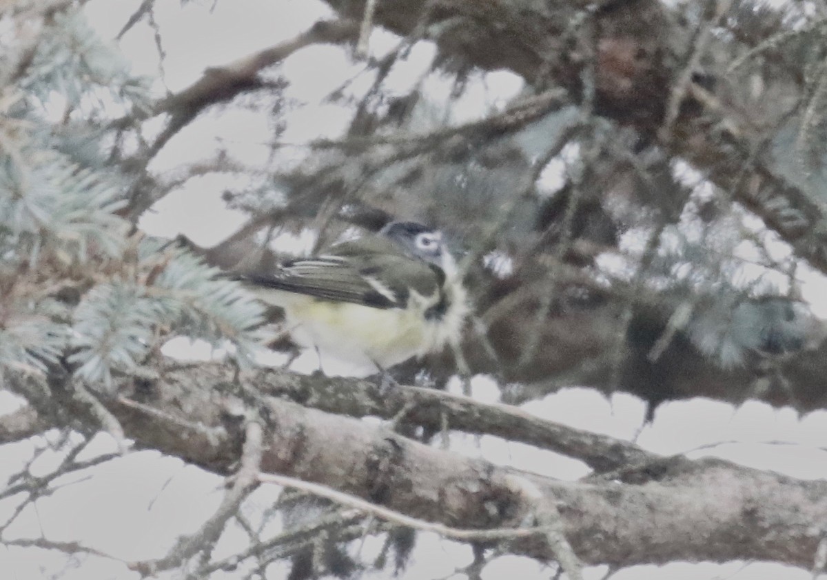 eremittvireo - ML123810581