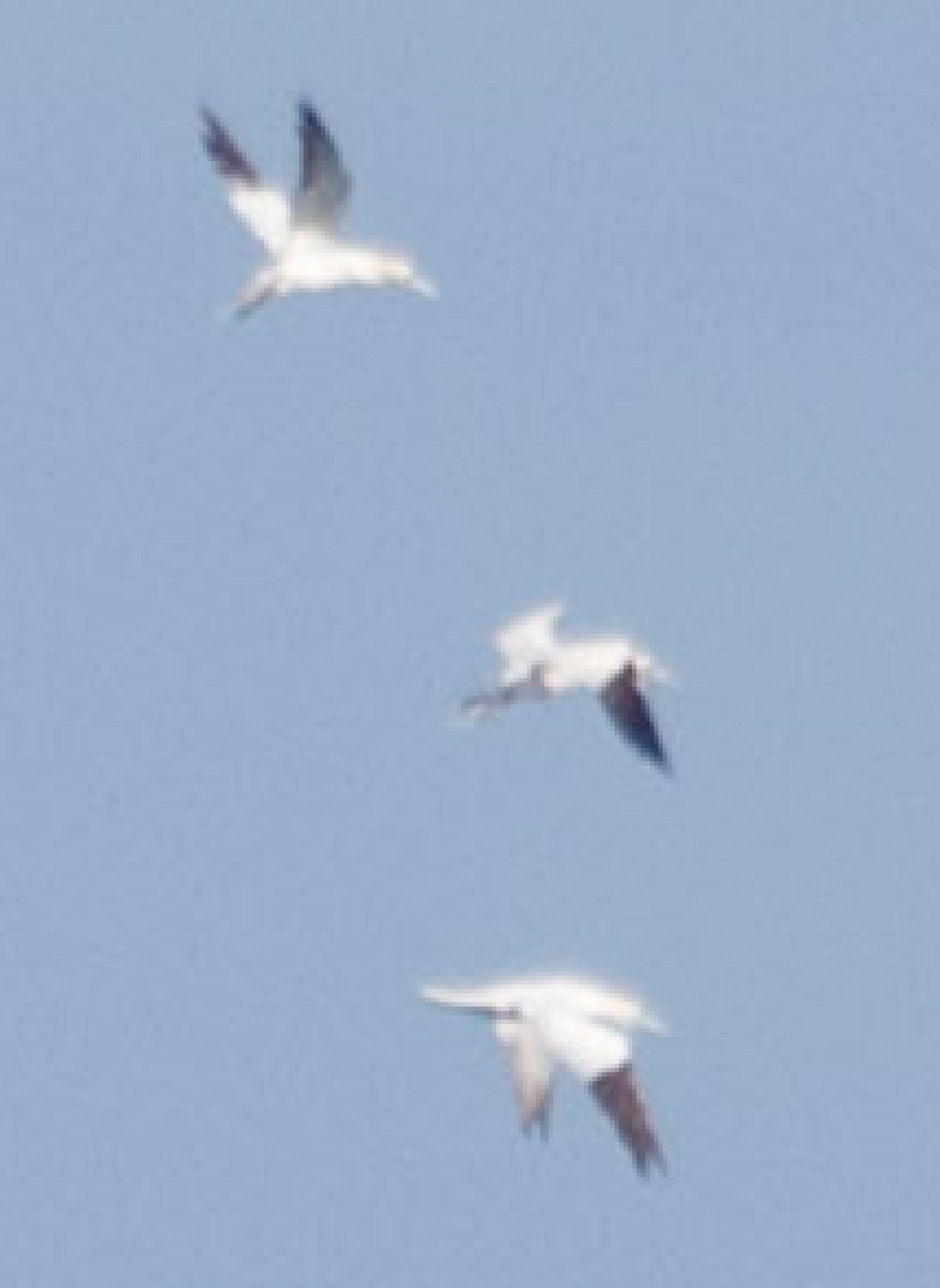 Northern Gannet - ML123810951