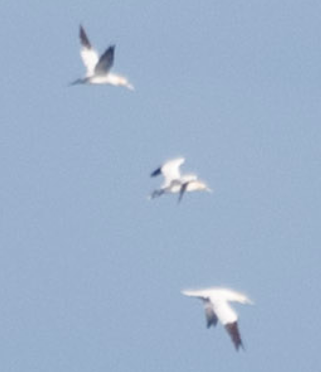 Northern Gannet - ML123810961