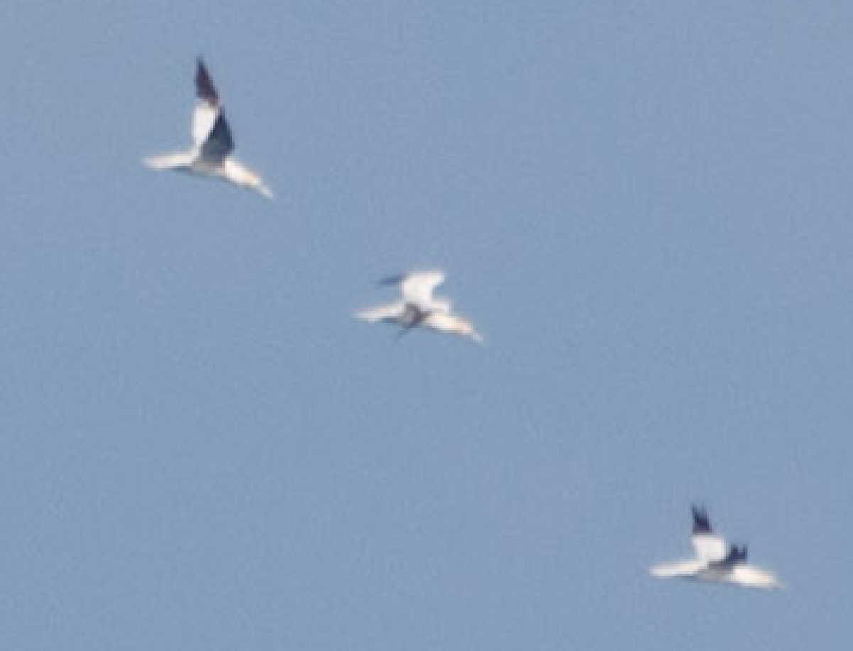 Northern Gannet - ML123810981