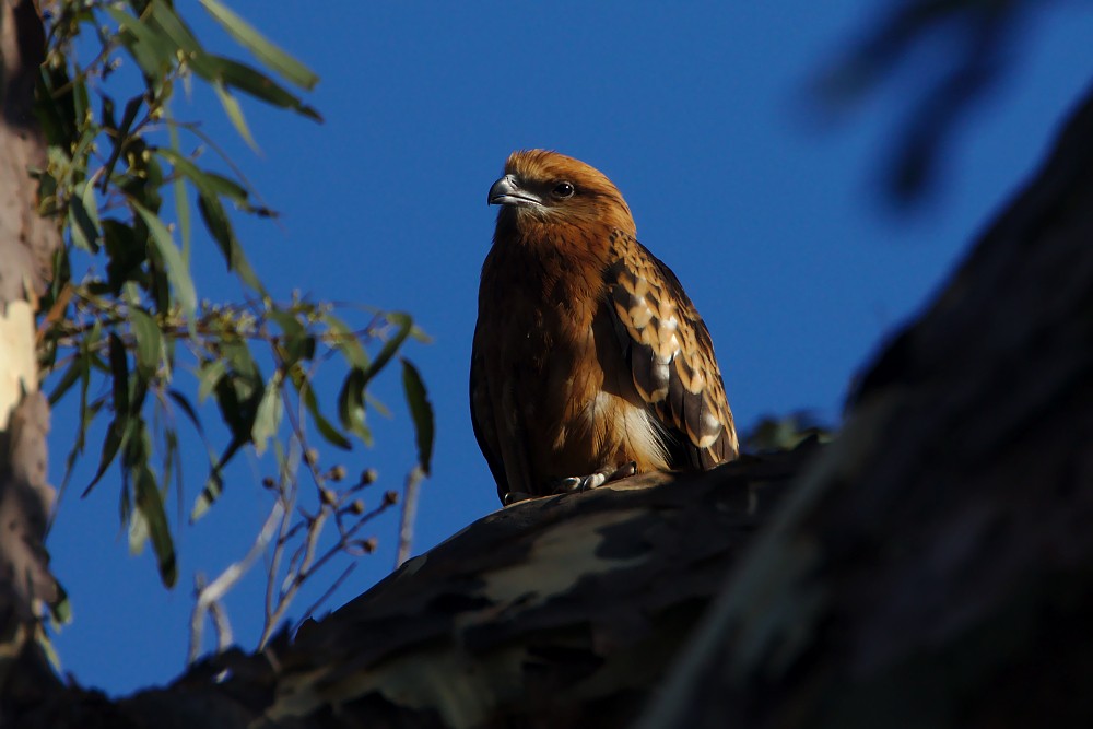 Square-tailed Kite - ML123811911