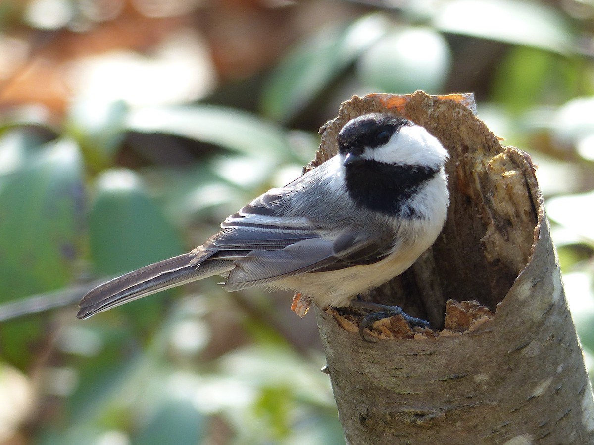 Black-capped Chickadee - ML123812341