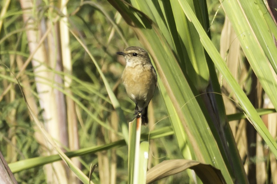 Siberian Stonechat - Ramesh Desai