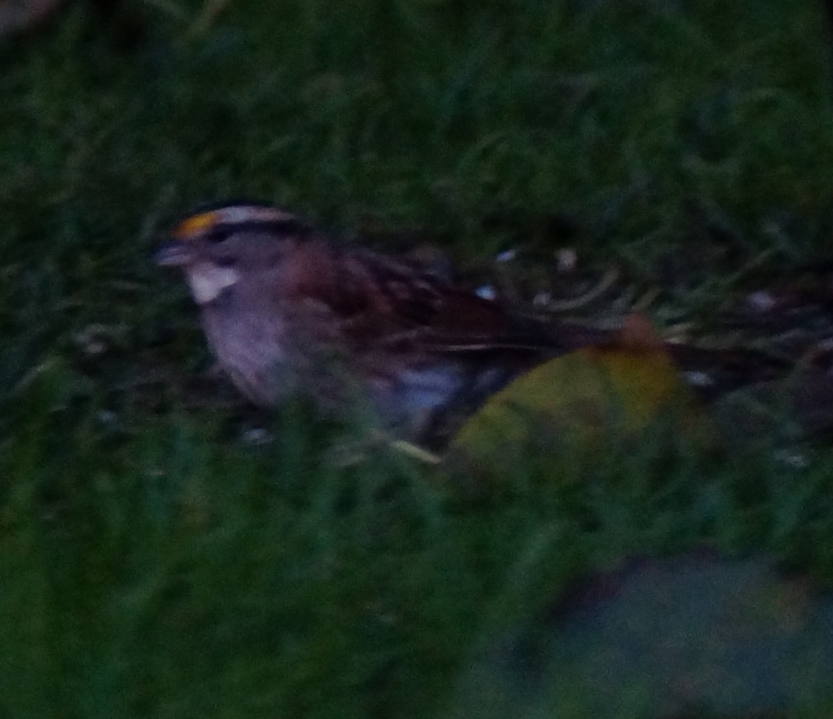 White-throated Sparrow - ML123815101