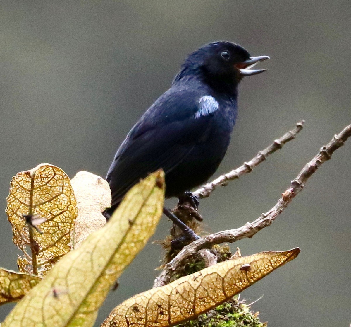 Glossy Flowerpiercer - ML123815331