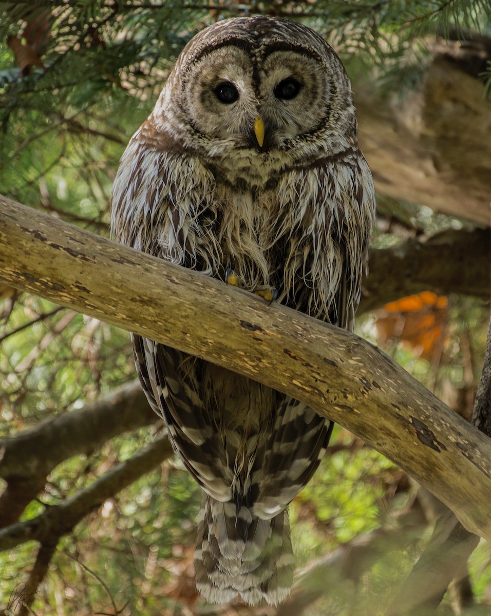 Barred Owl - ML123815781