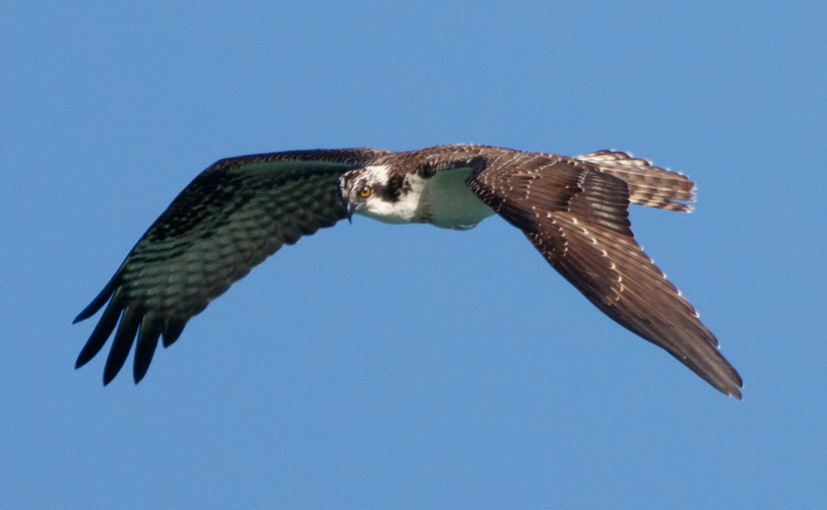 Osprey - ML123816241