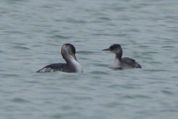 Red-necked Grebe - ML123816361
