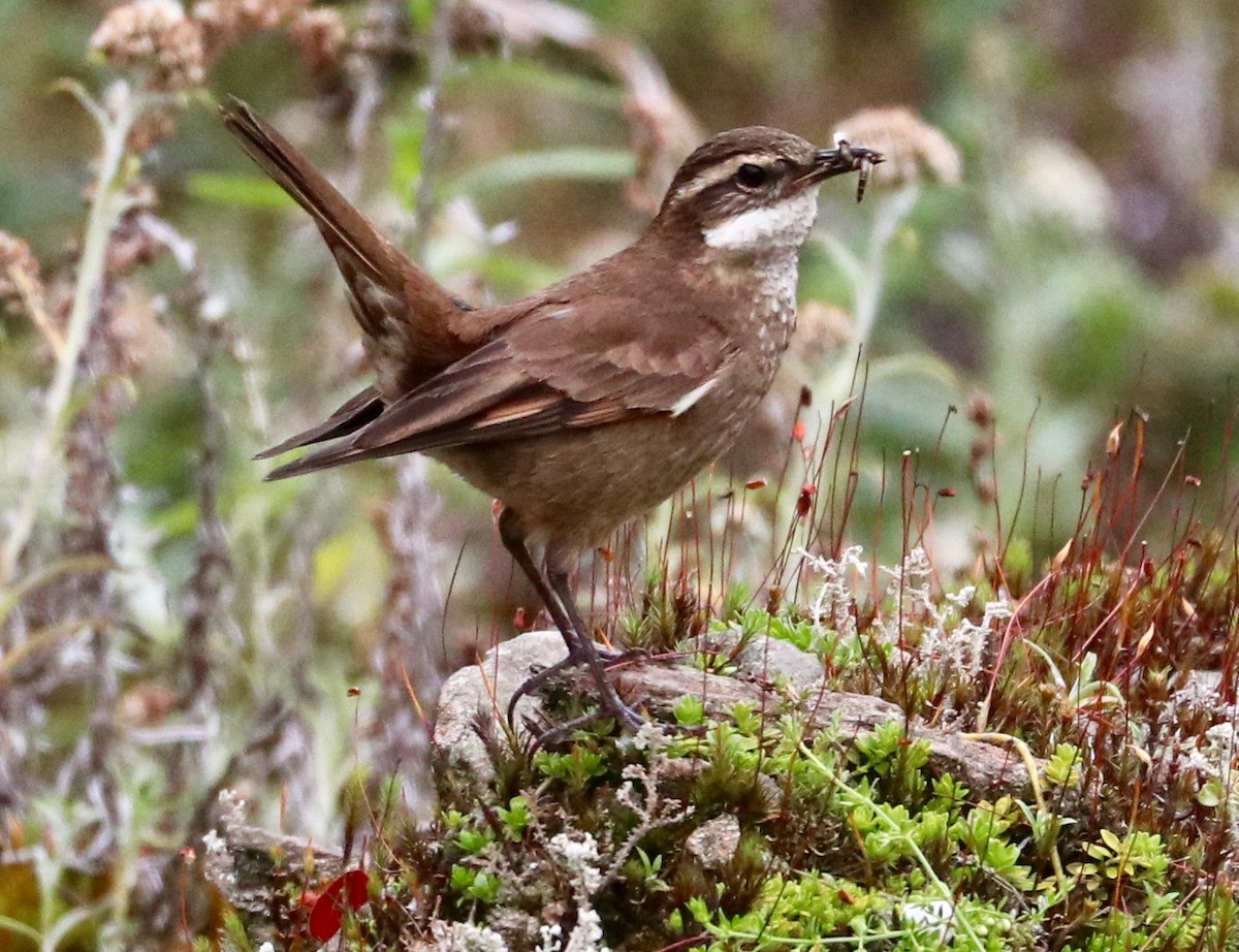 Chestnut-winged Cinclodes - ML123816471