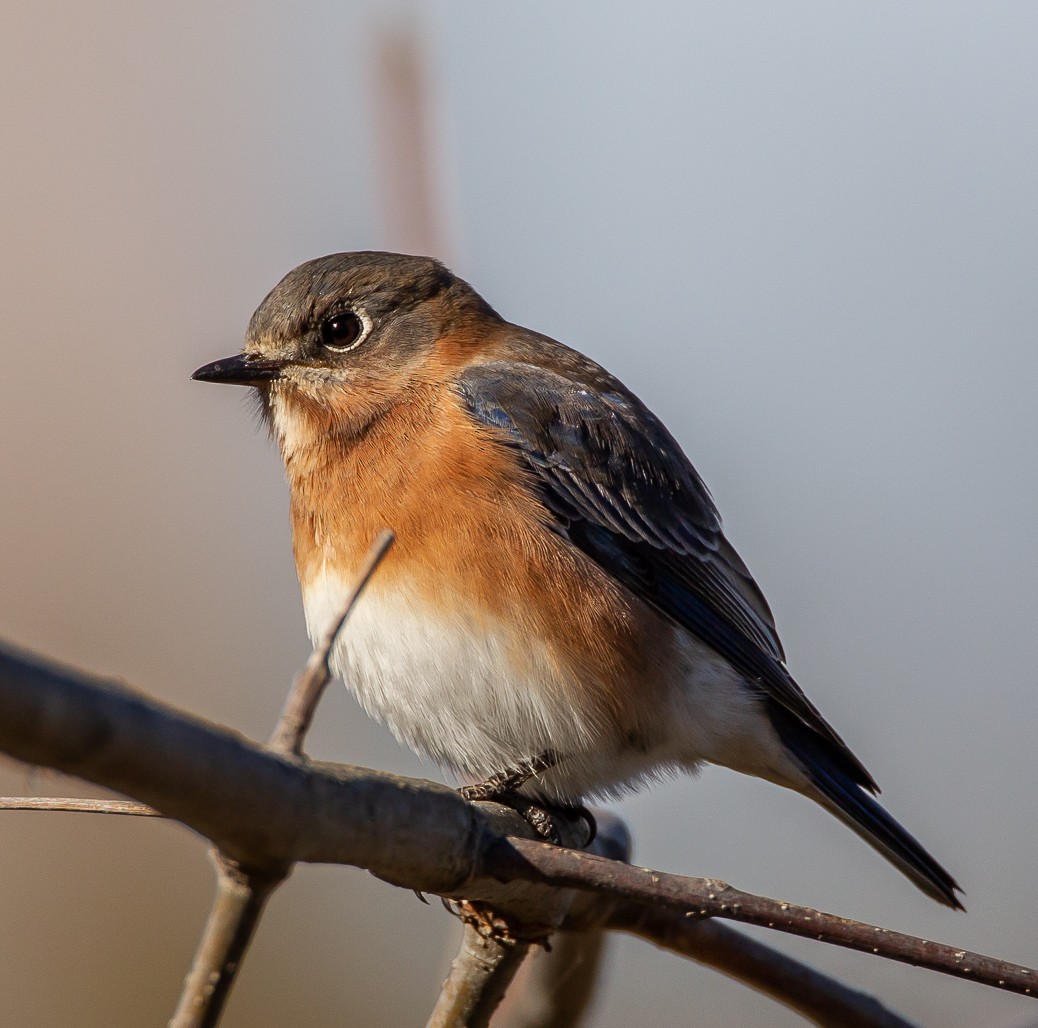 Eastern Bluebird - ML123816671