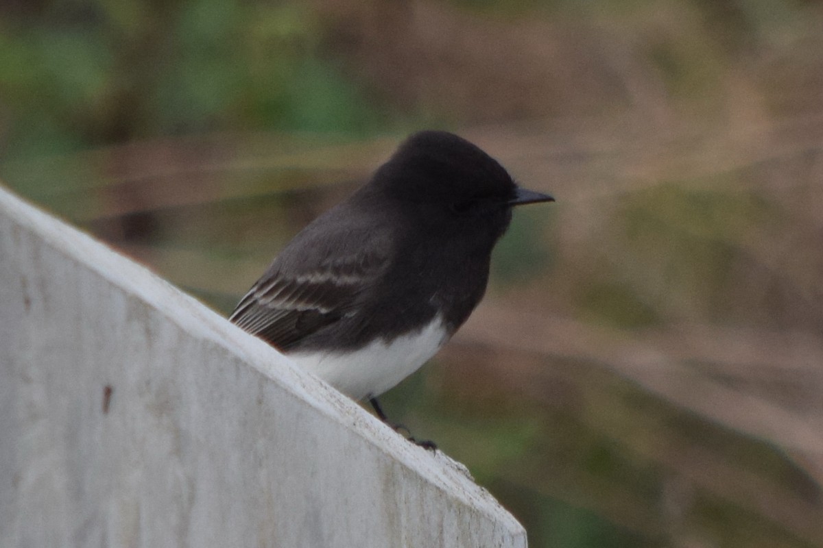 Black Phoebe - ML123817761