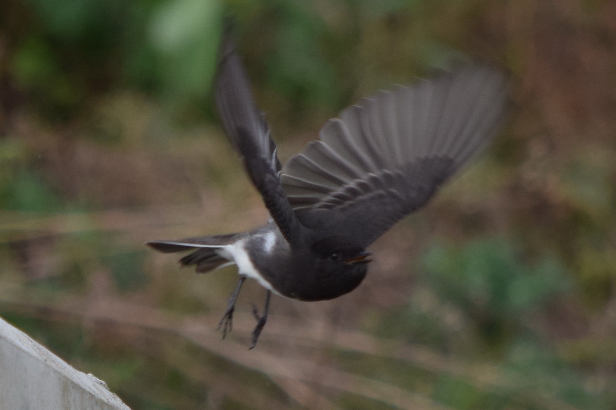 Black Phoebe - ML123817771