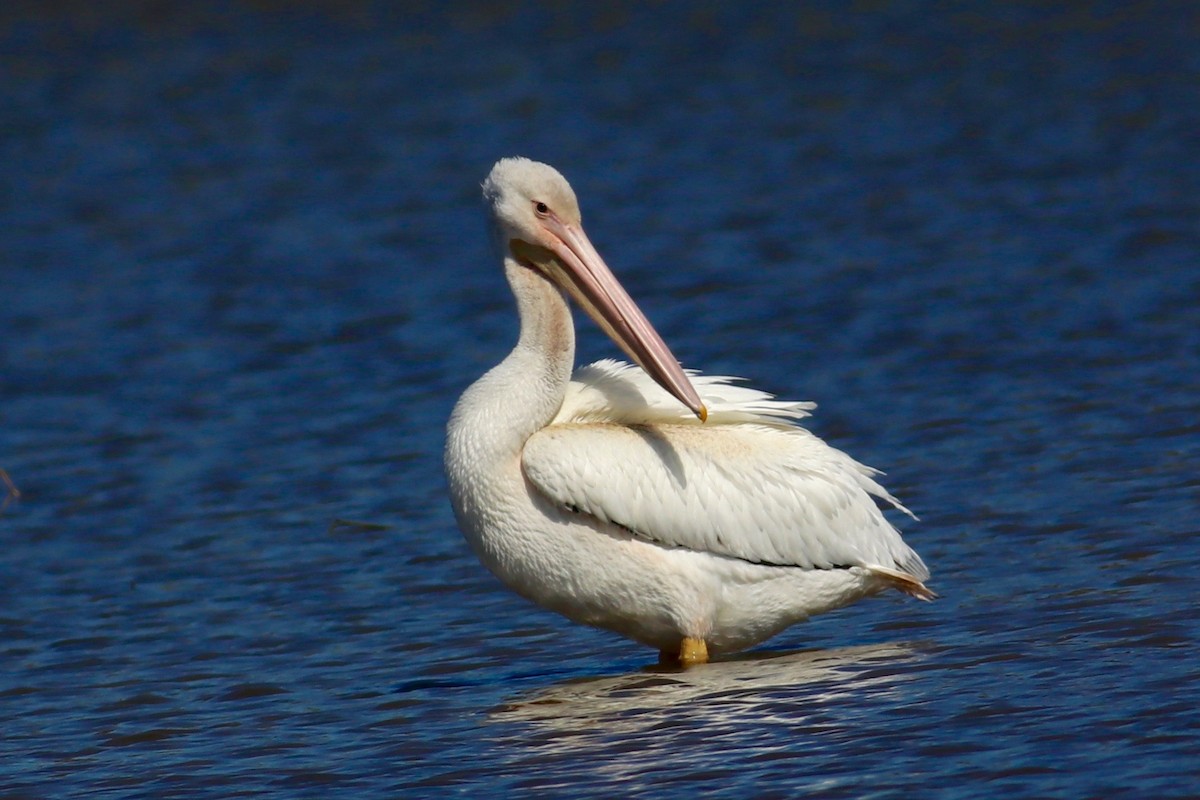 American White Pelican - Ronald Newhouse