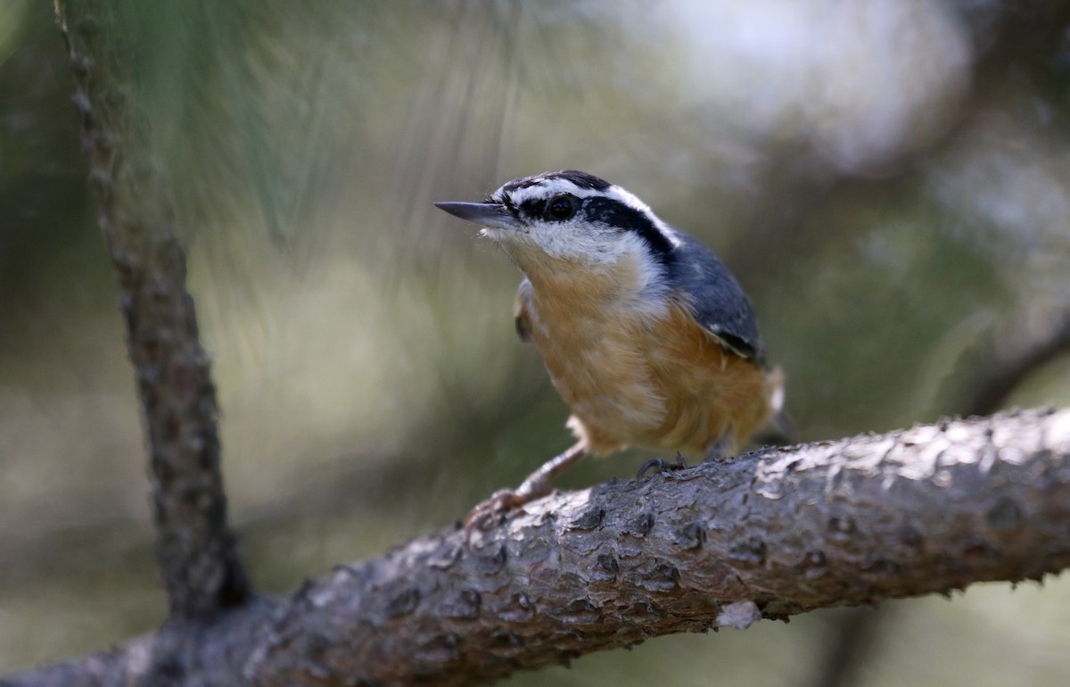 Red-breasted Nuthatch - ML123823111