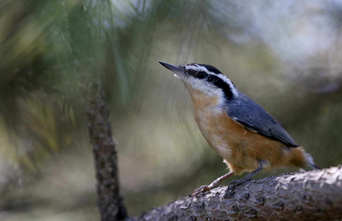 Red-breasted Nuthatch - ML123823121