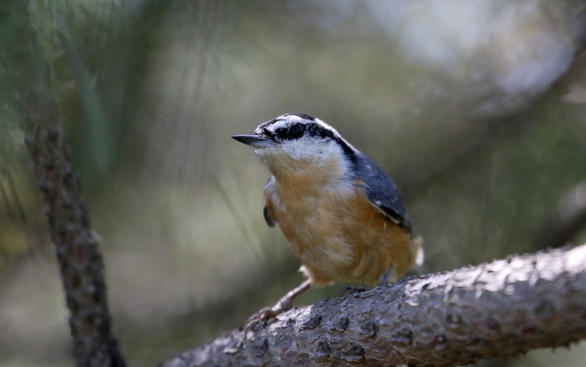 Red-breasted Nuthatch - ML123823141