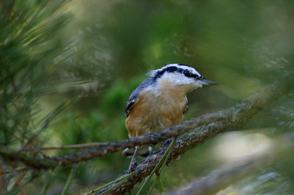Red-breasted Nuthatch - ML123823161