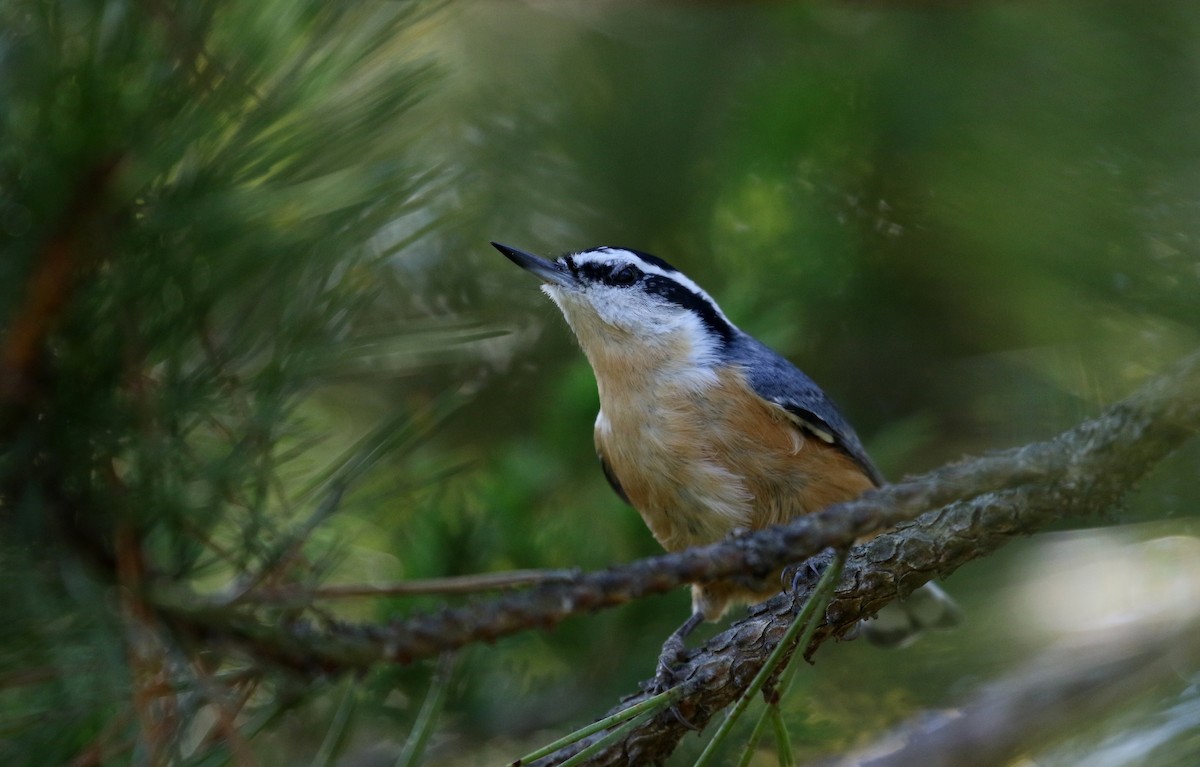 Red-breasted Nuthatch - ML123823181