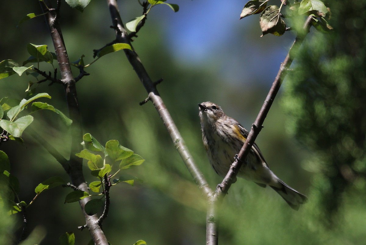 Yellow-rumped Warbler (Myrtle) - ML123823211