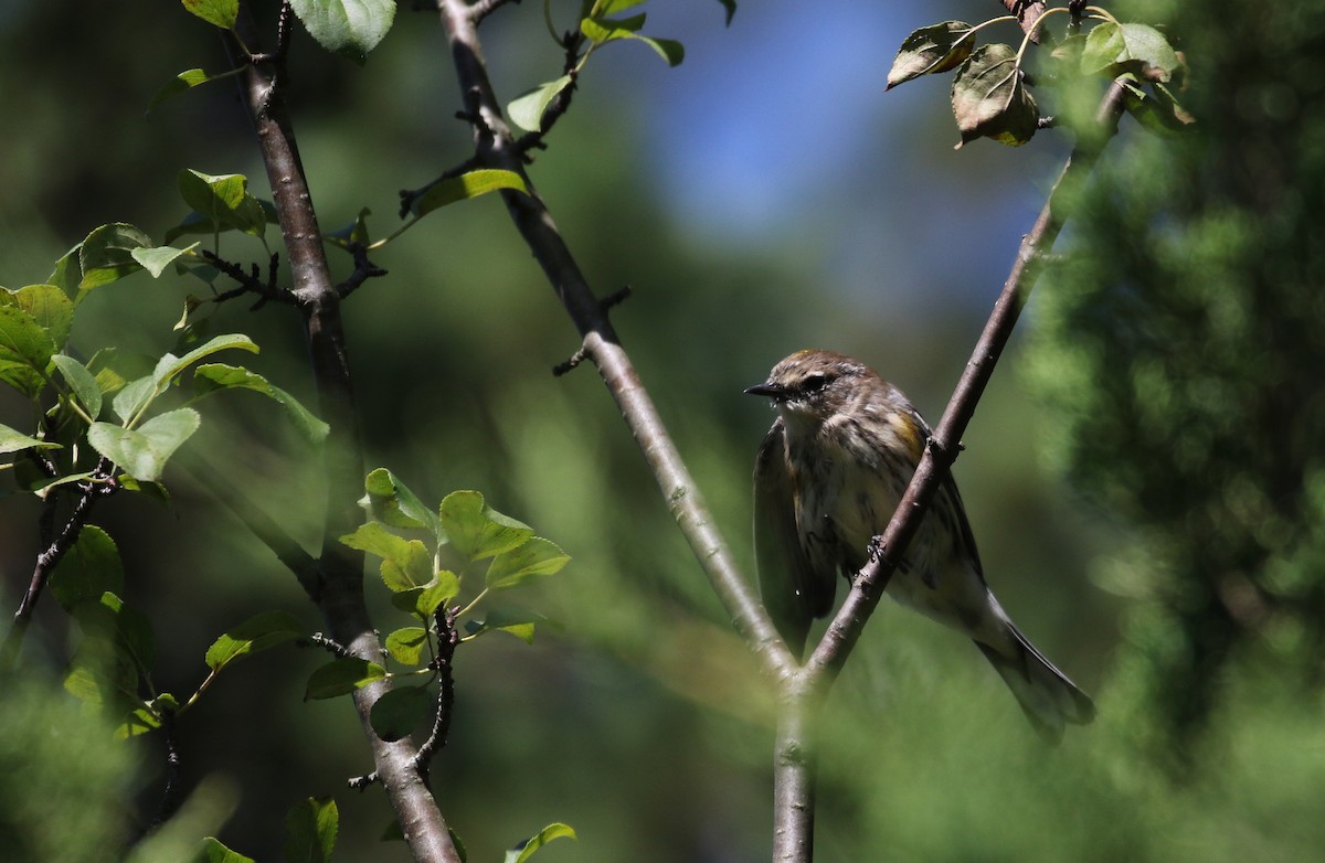 Пісняр-лісовик жовтогузий (підвид coronata) - ML123823241