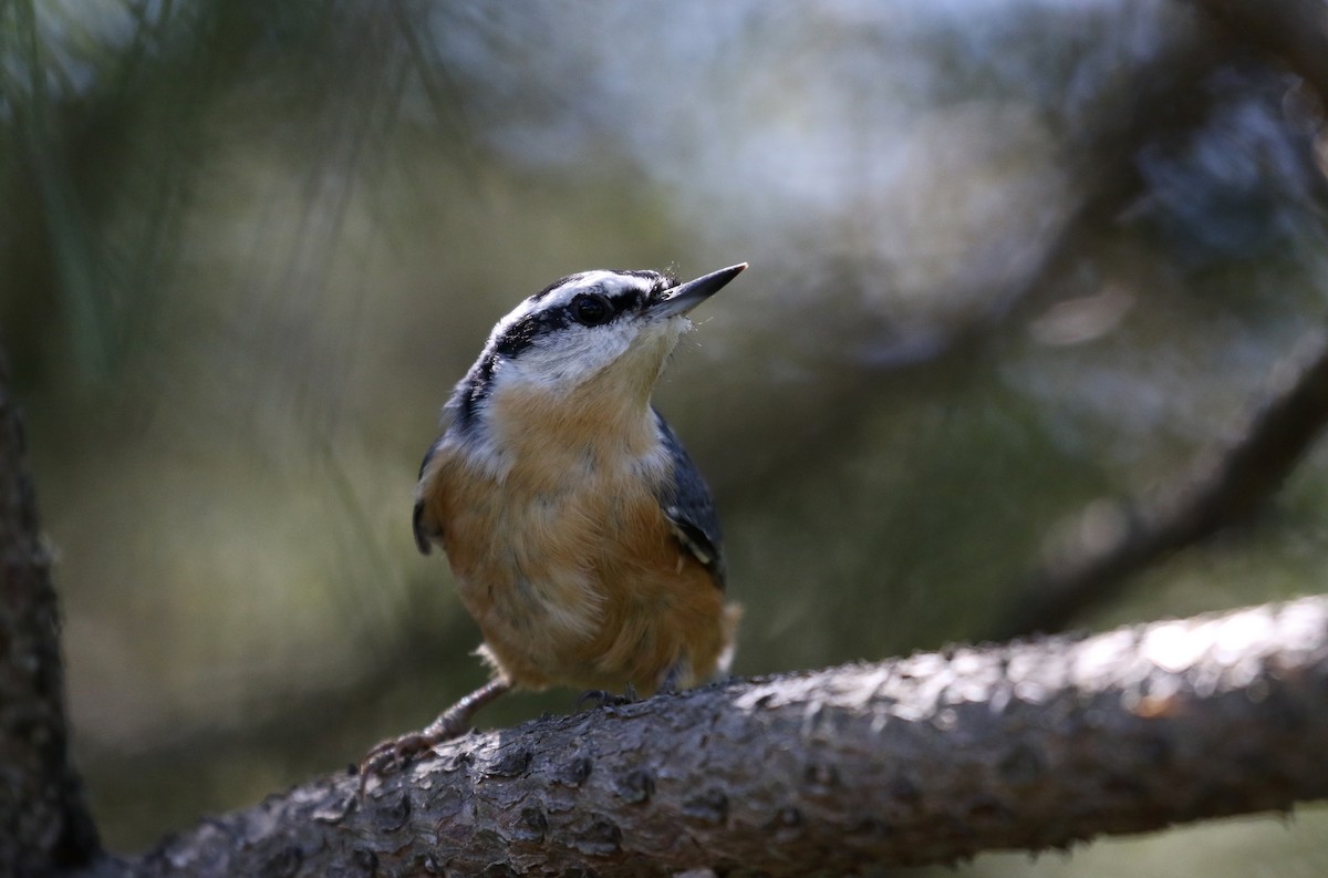 Red-breasted Nuthatch - ML123823281