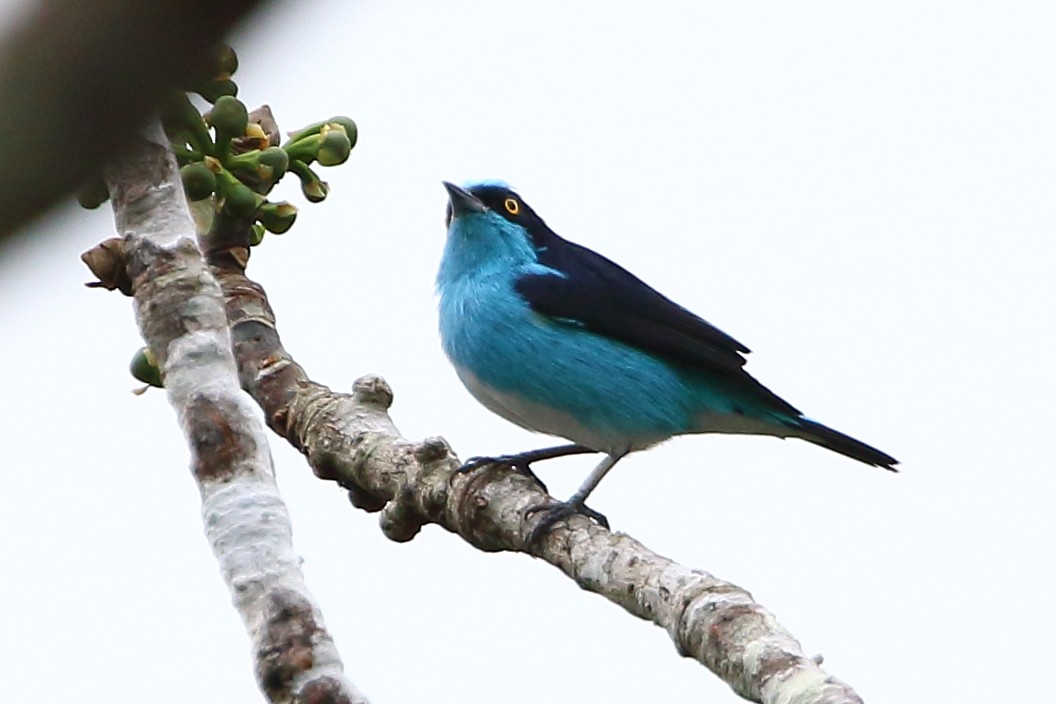 Black-faced Dacnis - David Bird