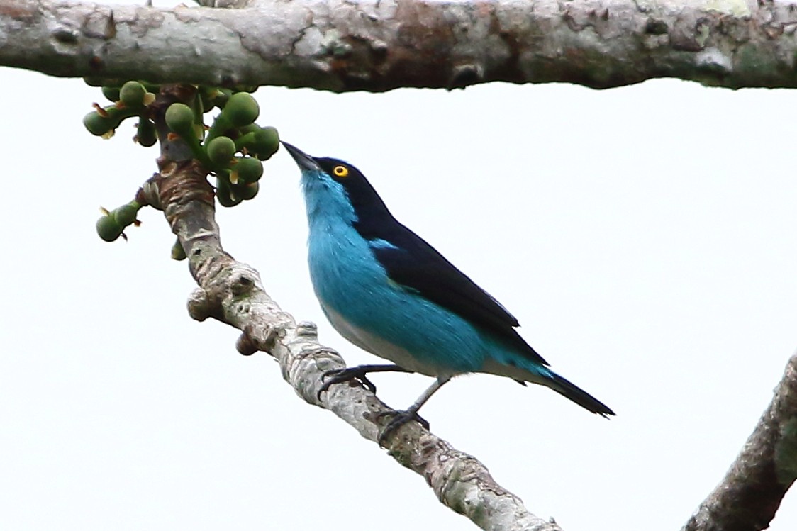 Black-faced Dacnis - David Bird