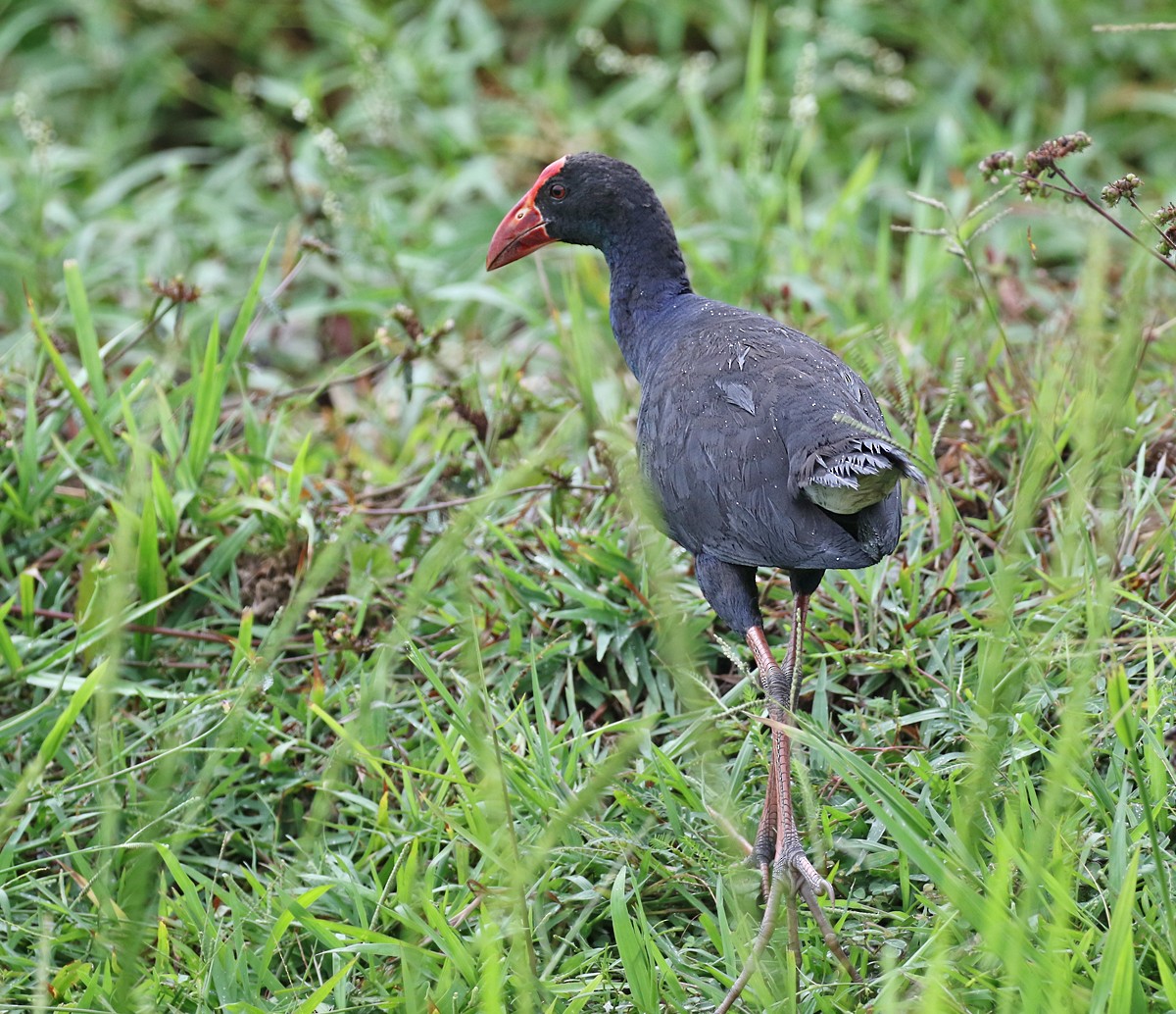 Black-backed Swamphen - ML123829771