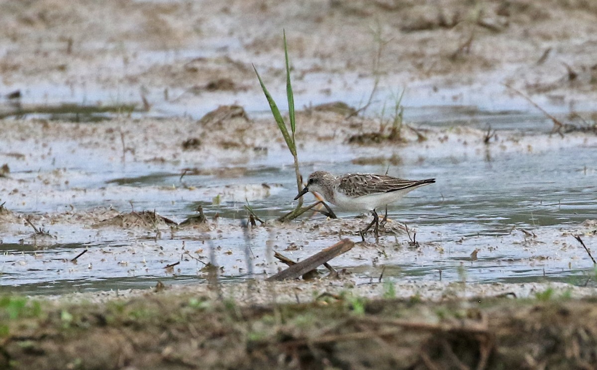 rødstrupesnipe - ML123829921