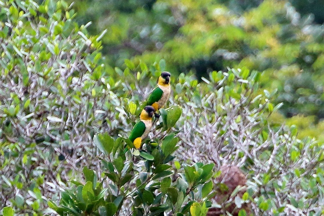 ズグロシロハラインコ - ML123830861