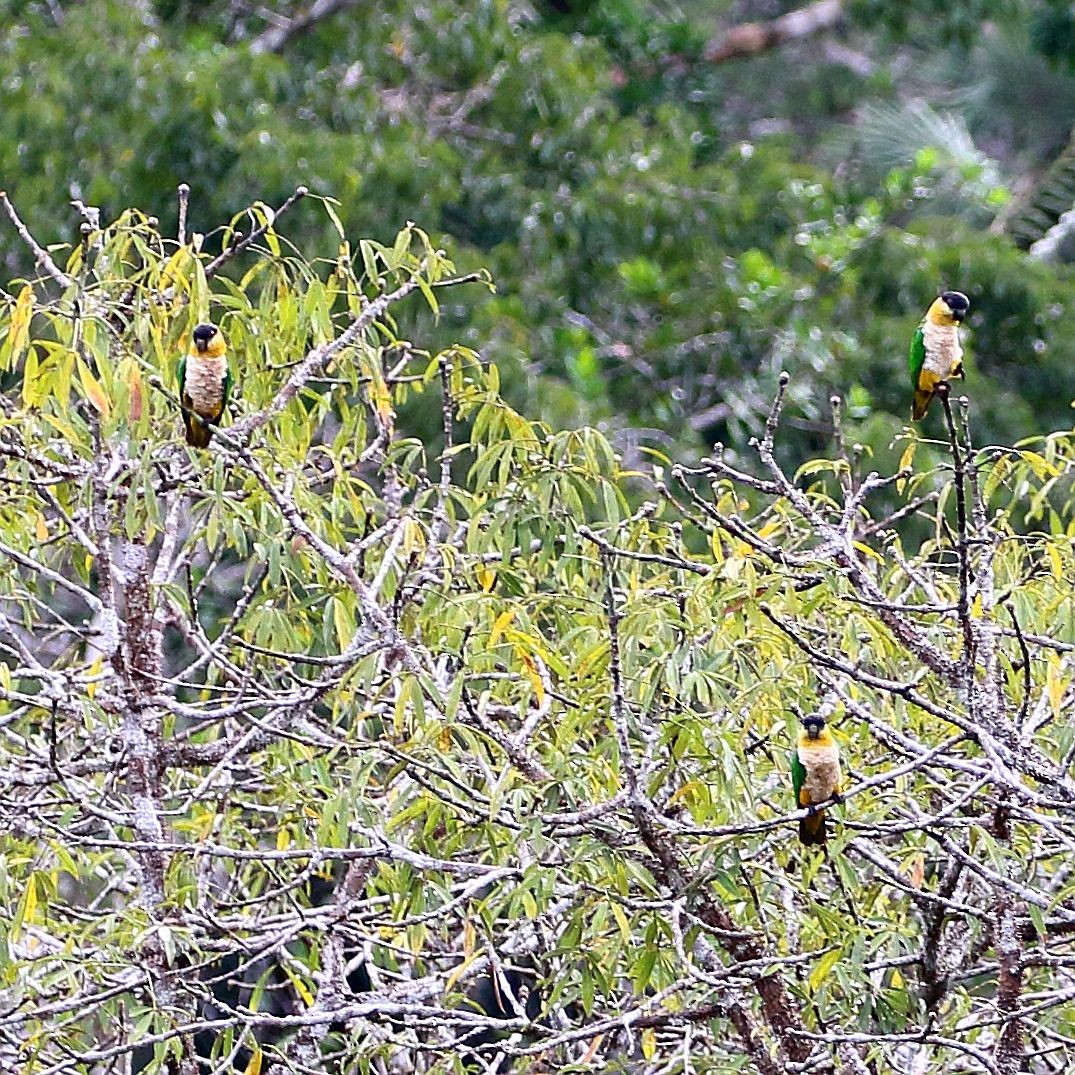 Black-headed Parrot - David Bird