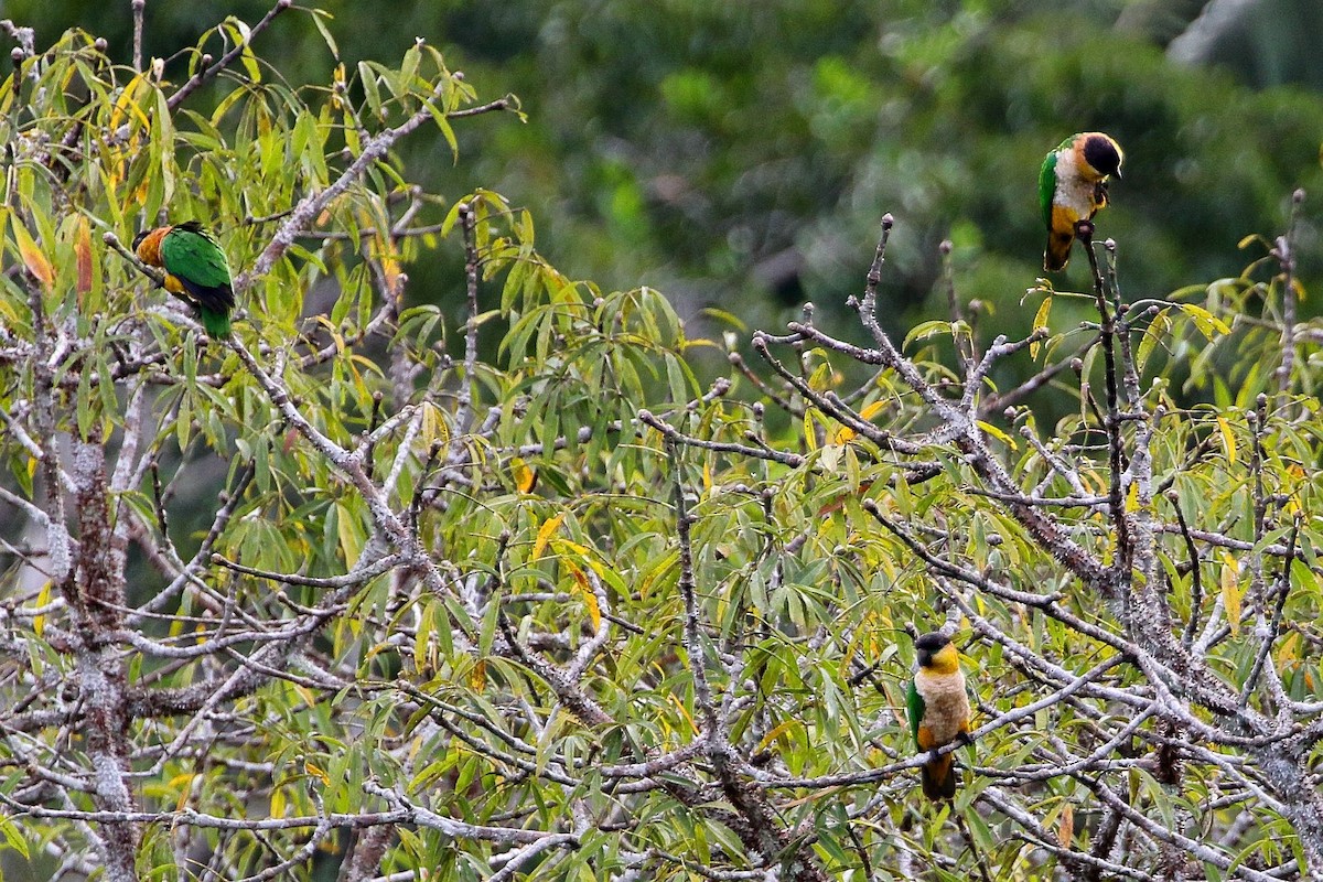 Black-headed Parrot - ML123830881