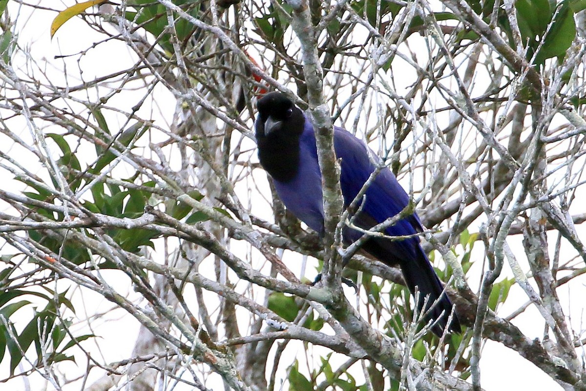 Violaceous Jay - David Bird