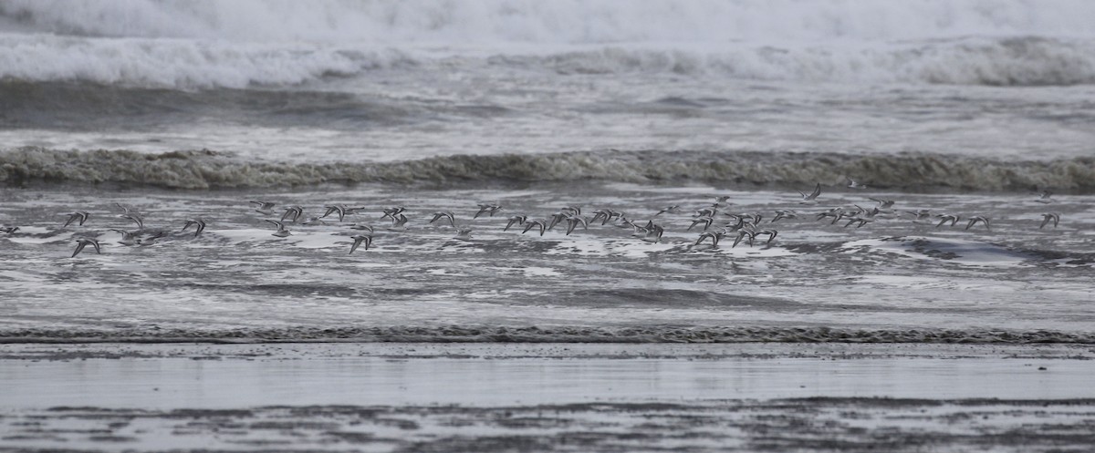 Bécasseau sanderling - ML123831101