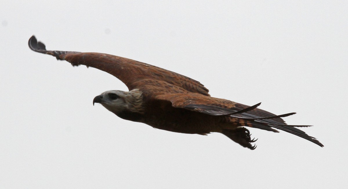 Black-collared Hawk - Larry Sirvio