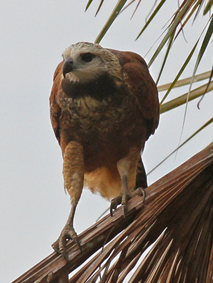 Black-collared Hawk - Larry Sirvio