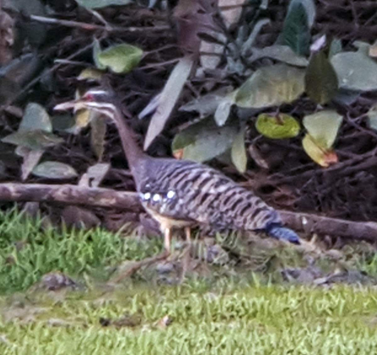 Sunbittern - ML123832001