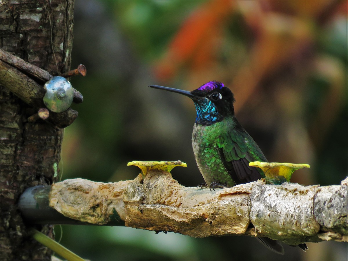 Colibrí de Talamanca - ML123833171