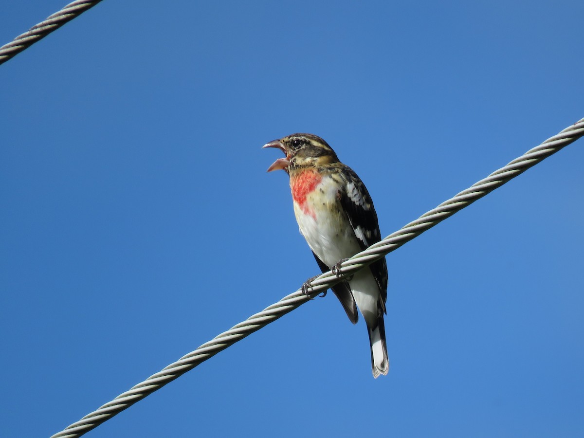 Rose-breasted Grosbeak - ML123833521