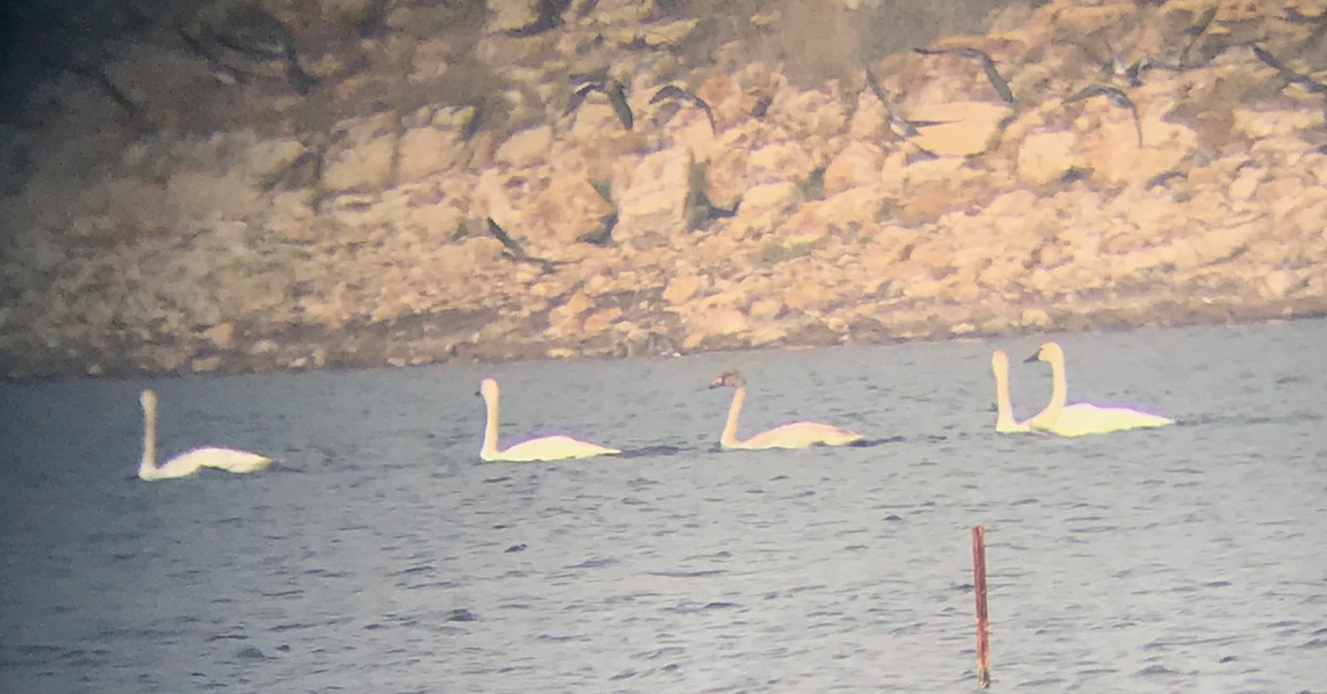 Tundra Swan (Whistling) - larry nigro