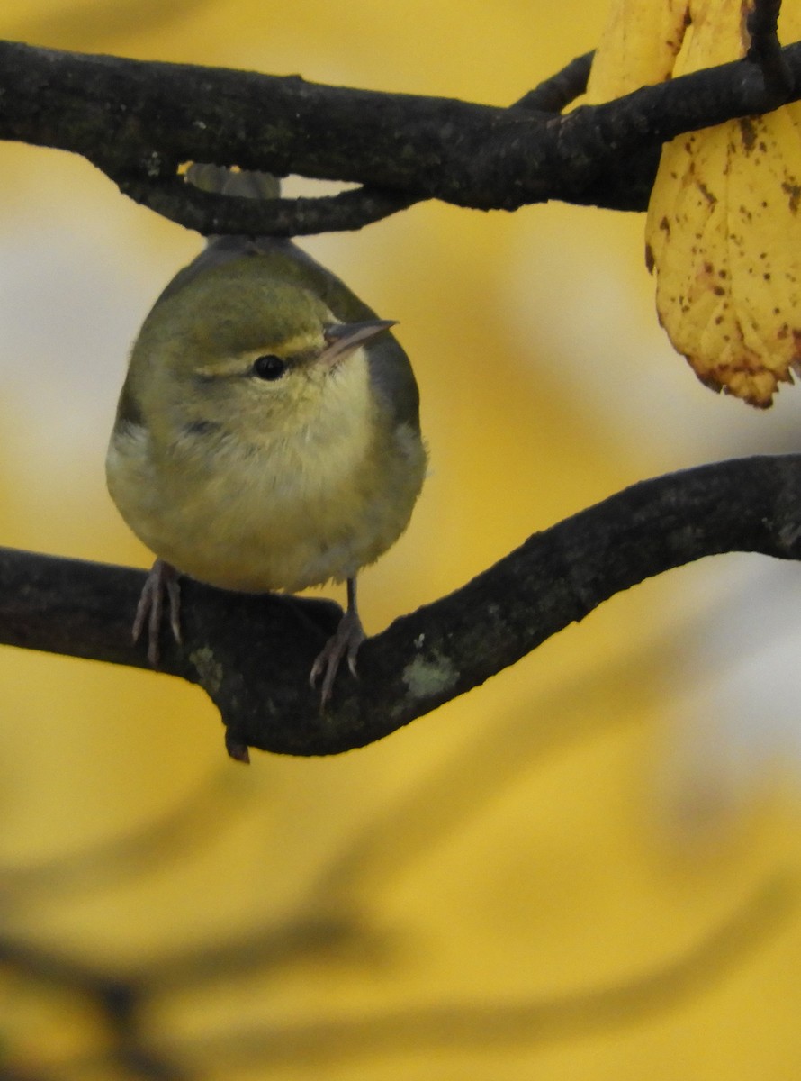 Tennessee Warbler - ML123835371