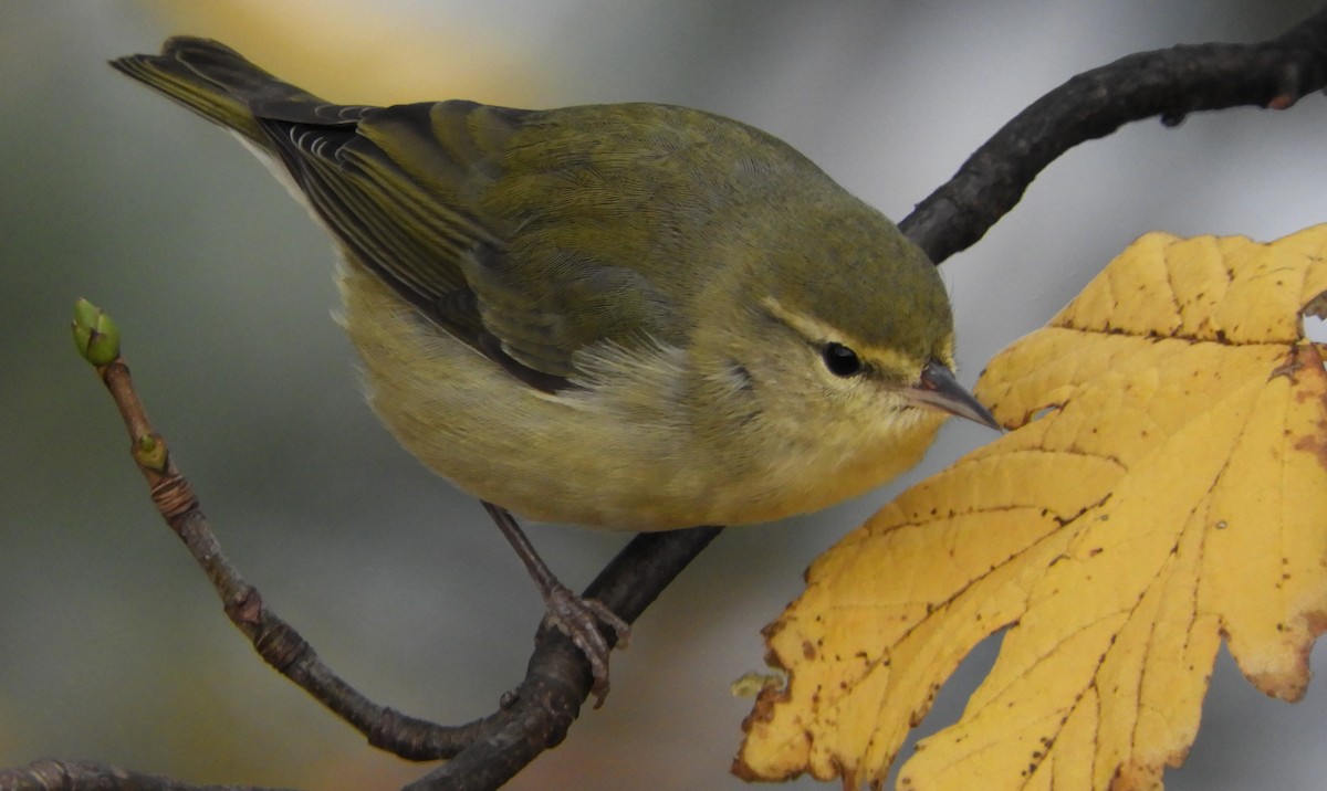 Tennessee Warbler - ML123835431