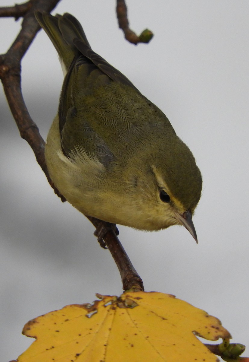 Tennessee Warbler - ML123835471