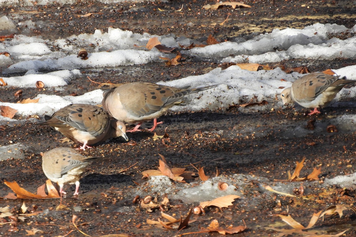 Mourning Dove - ML123835931