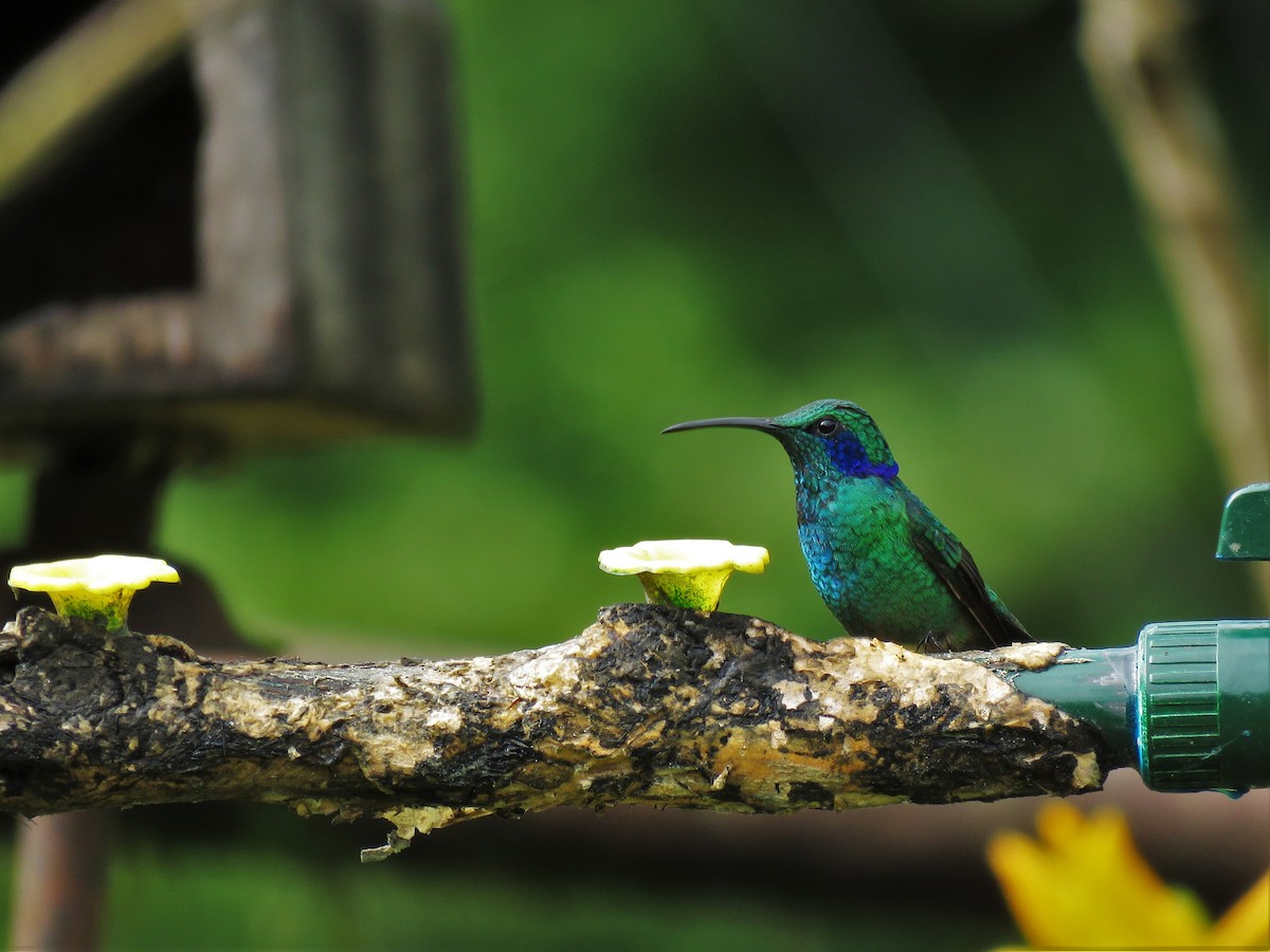 Berg-Veilchenohrkolibri - ML123836441